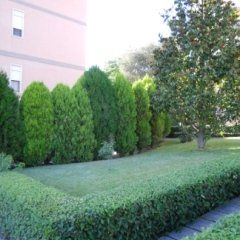 area verde con prato, alberi e siepe potata