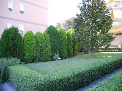 giardino con prato, alberi decorativi e siepi