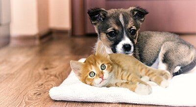 cat and a dog - medication in South Ogden, UT