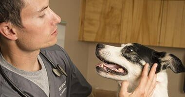 Man doing check up in the dog - medication in South Ogden, UT Man doing check up in the dog - medication in South Ogden, UT