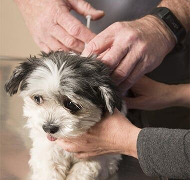 Dog having a vaccine - vet in South Ogden, UT Dog having a vaccine - vet in South Ogden, UT