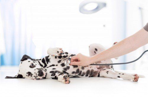Dog check up - vet in South Ogden, UT Dog check up - vet in South Ogden, UT
