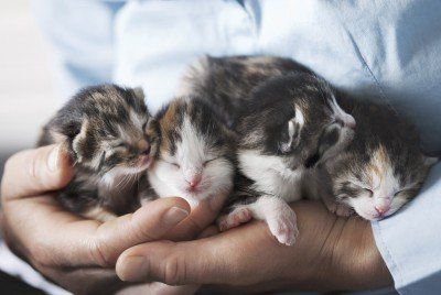 Four Kittens - vet in South Ogden, UT Four Kittens - vet in South Ogden, UT