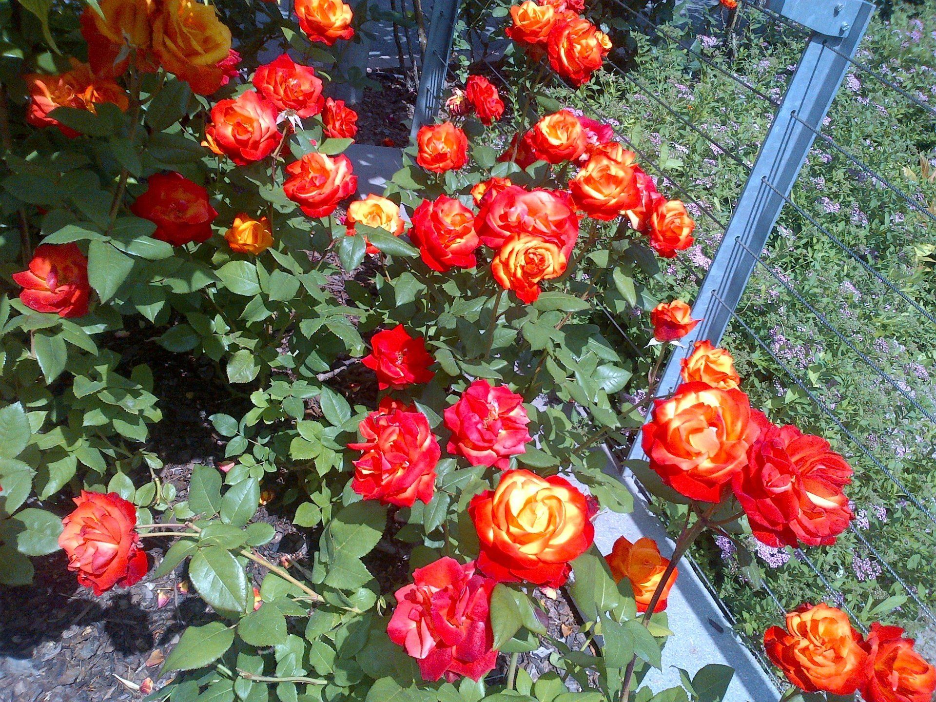 rose