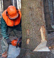 Tree Removal Tree Removal