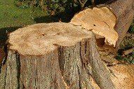 Stump Stump