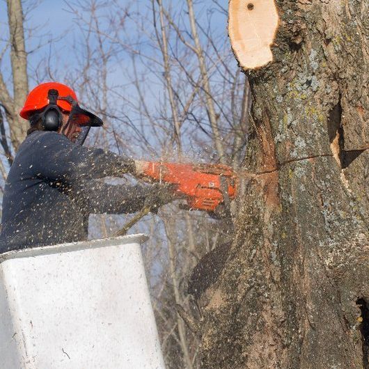 tree felling