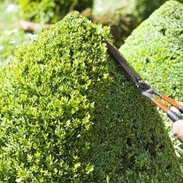 hedge cutting
