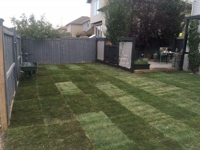 sod installation in a backyard