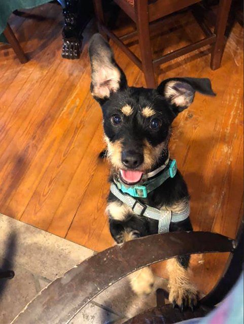 Dog Sitting on the Couch — Maiden, NC — Howl-A-Day Inn Resort
