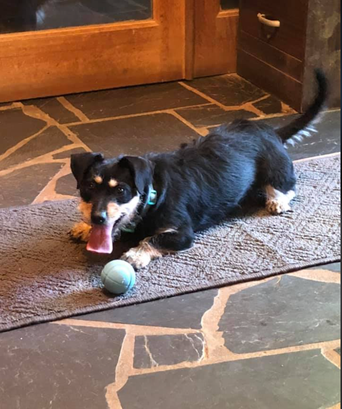 Dog Carrying a Big Stick — Maiden, NC — Howl-A-Day Inn Resort