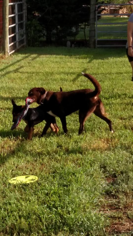 Two Dogs Playing with a Ball — Maiden, NC — Howl-A-Day Inn Resort
