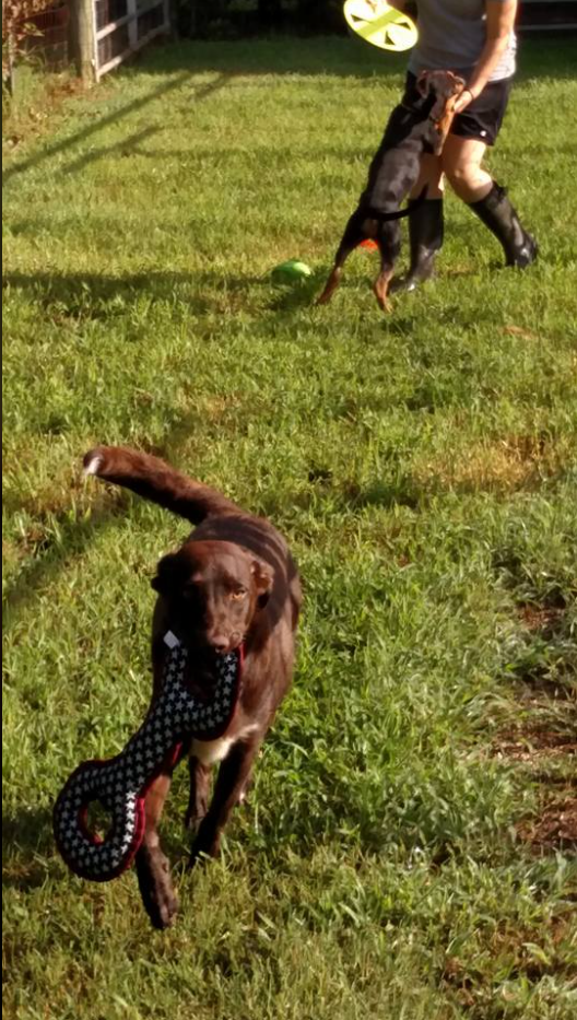 Child Playing Ball with a Dog — Maiden, NC — Howl-A-Day Inn Resort