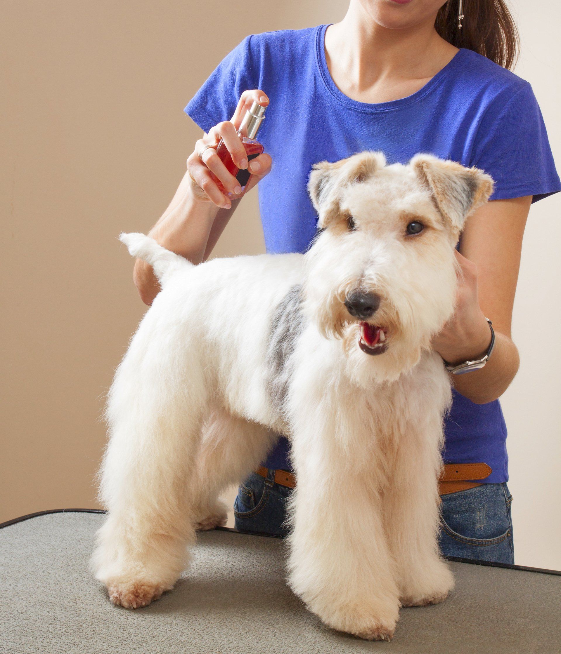 Dog Getting Sprayed with Perfume — Maiden, NC — Howl-A-Day Inn Resort