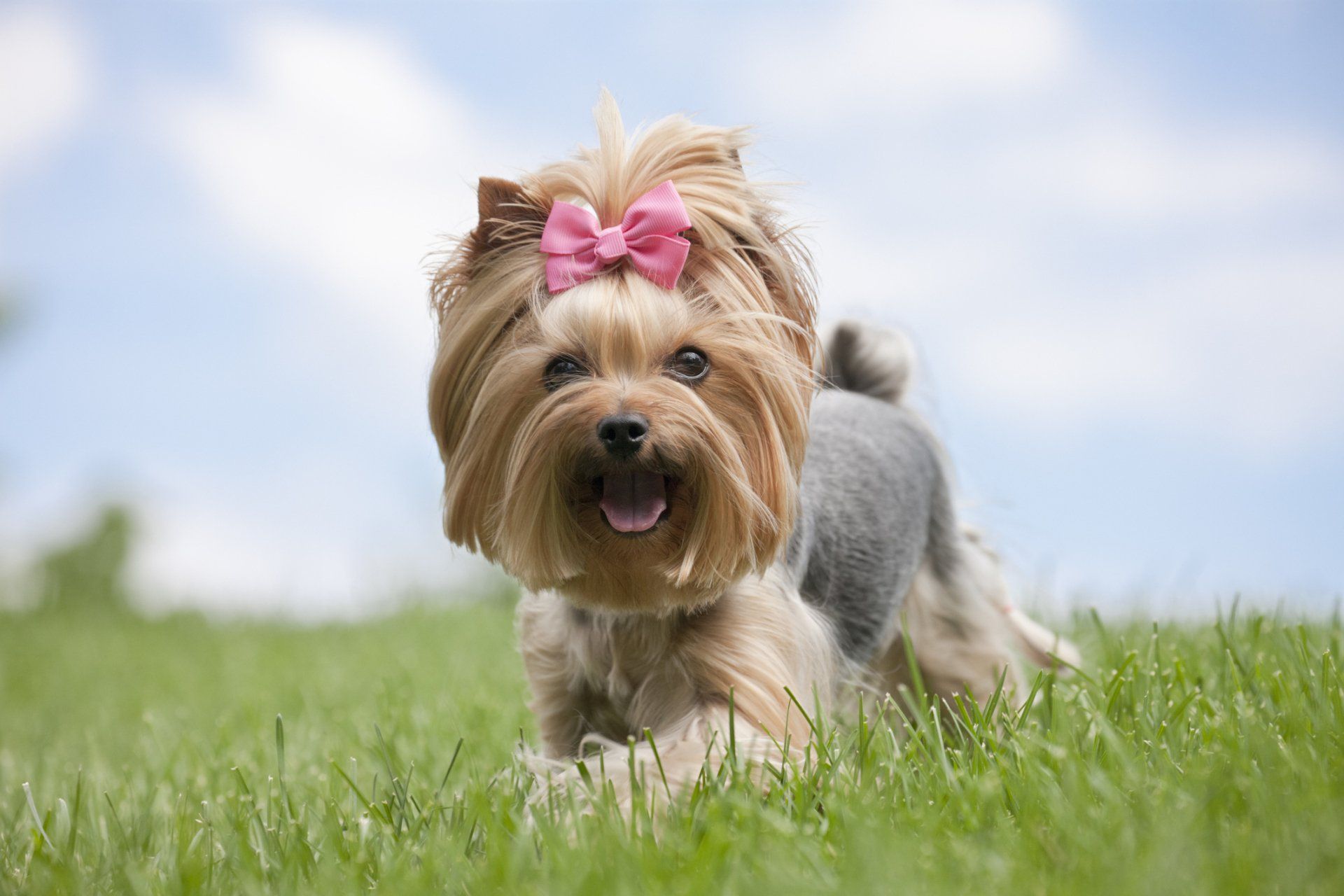 Dog with Pink Bow — Maiden, NC — Howl-A-Day Inn Resort