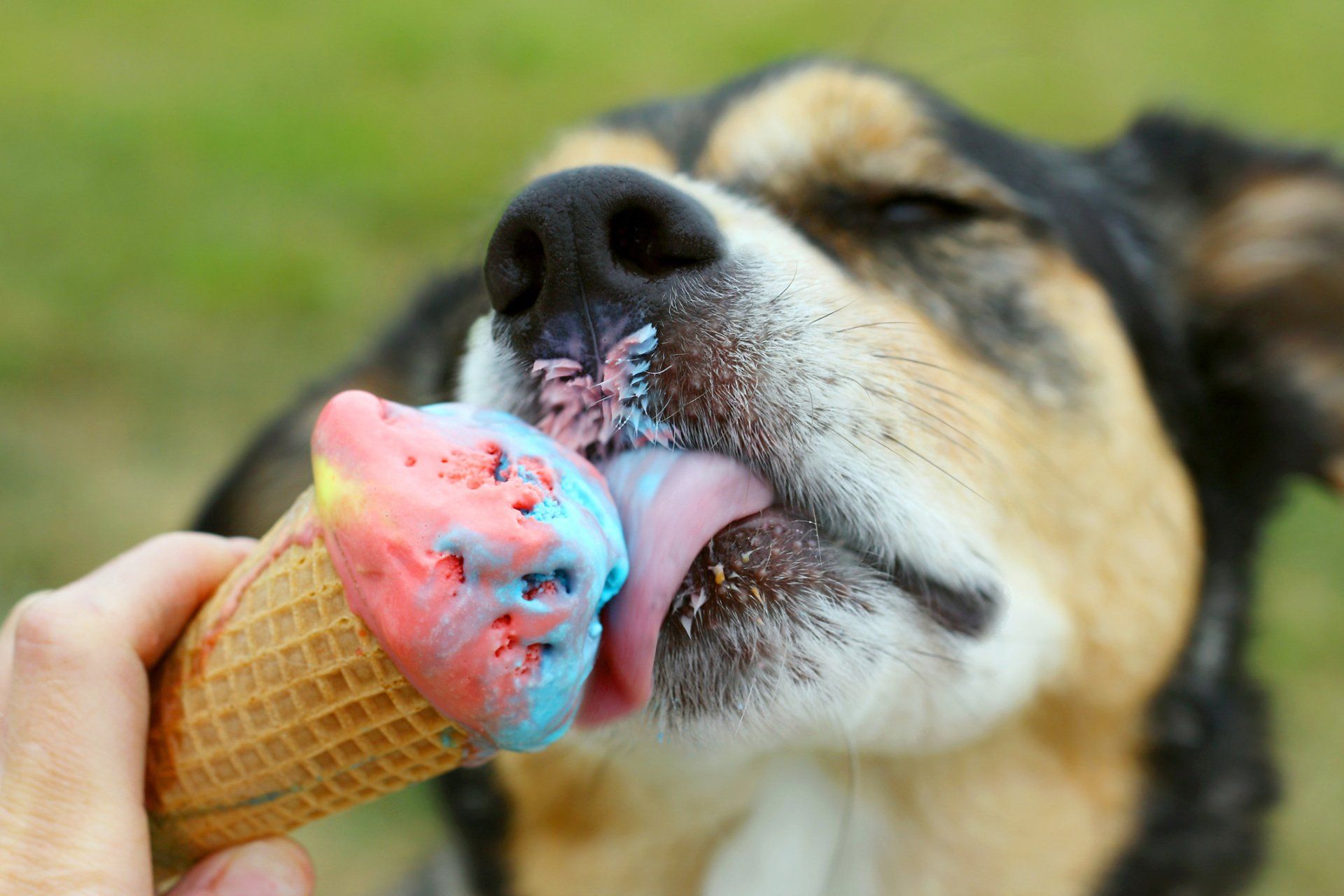 Dog Licking an Ice Cream — Maiden, NC — Howl-A-Day Inn Resort