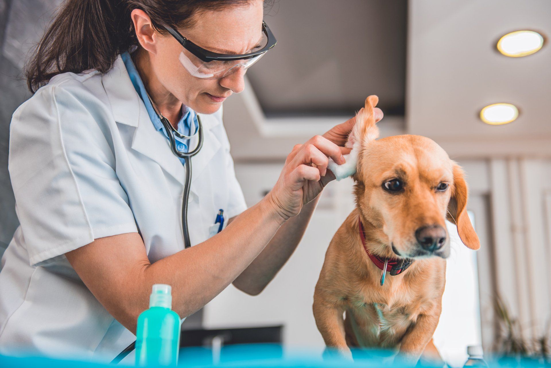 Dog Ear Cleaning — Maiden, NC — Howl-A-Day Inn Resort