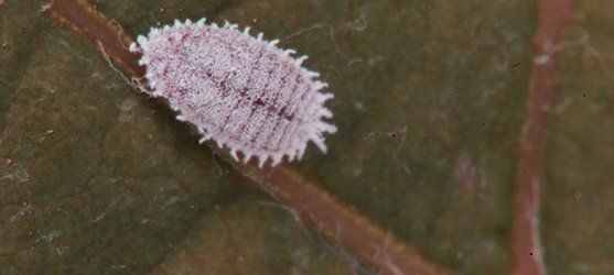 Una cocciniglia che infesta una pianta