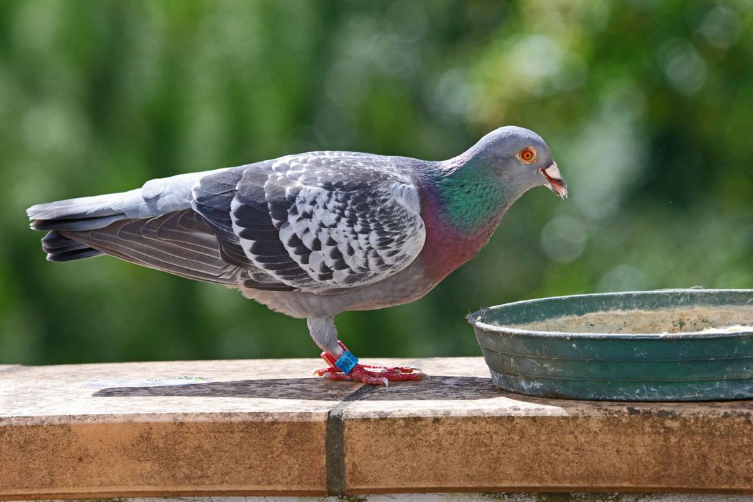 Piccione sul davanzale di una casa