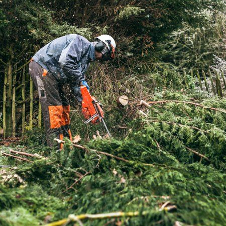 Tree pruning