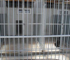 comfortable kennel