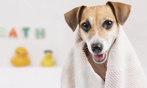 Bathing and grooming