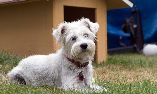 dog
