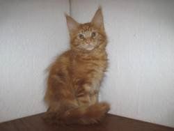 Red Classic Male - 12 Weeks - Show Quality Red Classic Male - 12 Weeks - Show Quality