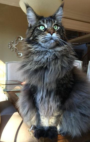Welcome to Megacoon Maine Coon Cat Cattery Welcome to Megacoon Maine Coon Cat Cattery