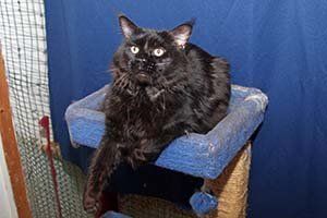 Kissycoons Catfish Hunter