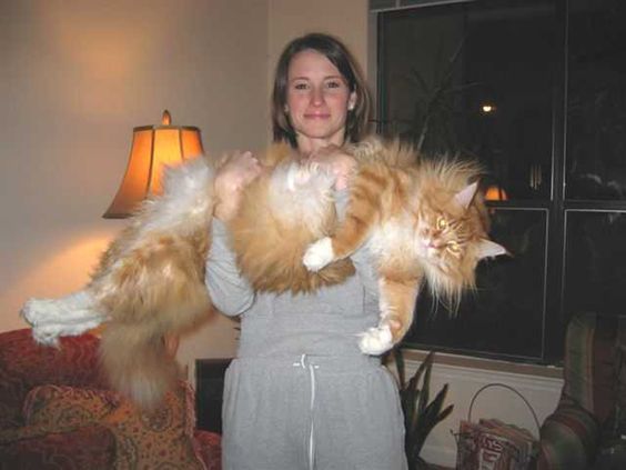 Internet Giant Cat Photo! Internet Giant Cat Photo!