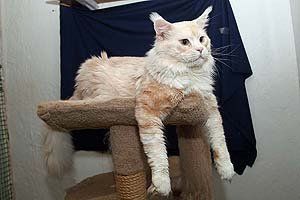 Megacoon Carlos Santana