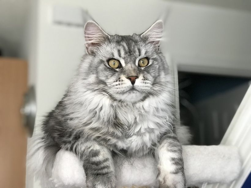 Black Silver Classic Maine Coon