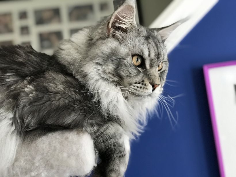 Black Silver Classic Maine Coon