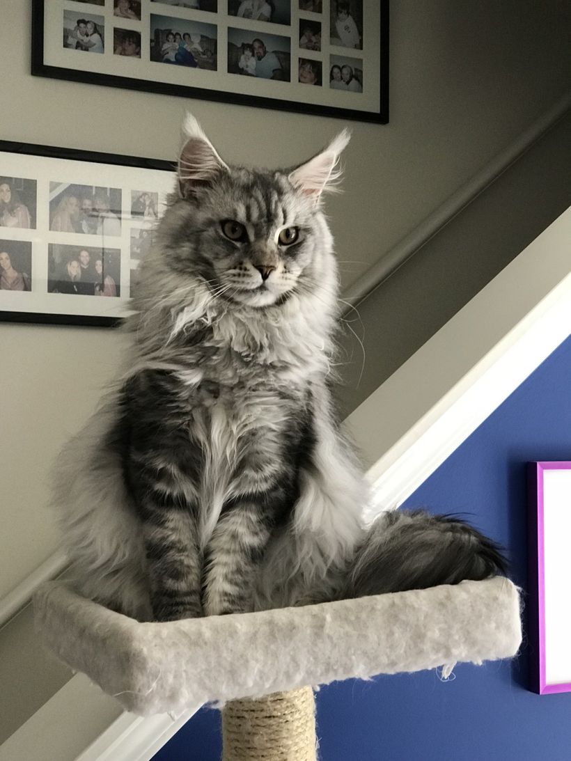Black Silver Classic Maine Coon