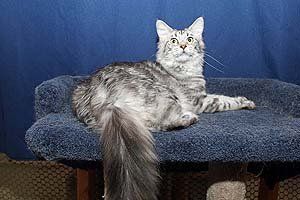 Megacoon Kelsea Ballarini
