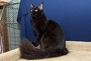 Megacoon Shania