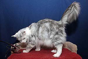 Megacoon Whitney Houston