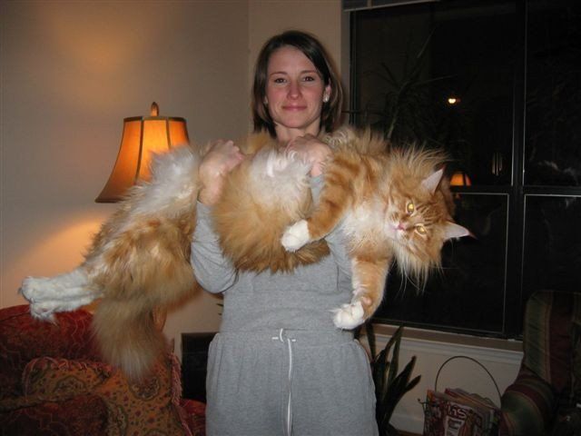 Blue Silver Classic 7 month old male Riley - Red Classic - Giant Megacoon Male