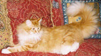 Beautiful Riley - 2 Year Old Male - Red Classic with White Beautiful Riley - 2 Year Old Male - Red Classic with White