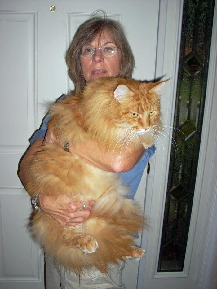 Huge Red Classic Megacoon Male Huge Red Classic Megacoon Male