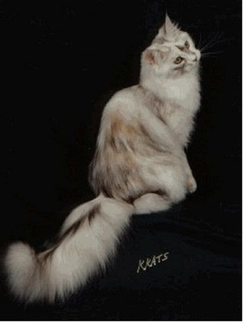 Megacoon Madonna - International Winner