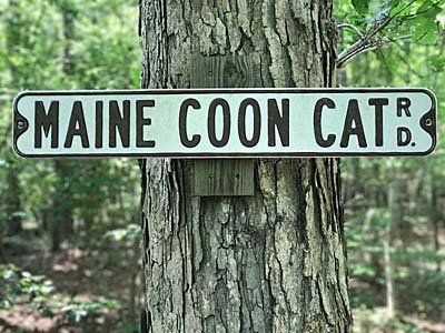 Megacoon Maine Coon Cat Road Megacoon Maine Coon Cat Road