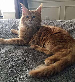 Megacoon Red Classic Male - 4 months old Megacoon Red Classic Male - 4 months old