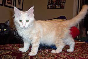 Megacoon Red Silver Classic - Female - 14 Weeks Old Megacoon Red Silver Classic - Female - 14 Weeks Old