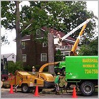 Tree Pruning - Tree Service in Ellwood City, PA