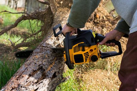 Tree Cutting - Tree Service in Ellwood City, PA