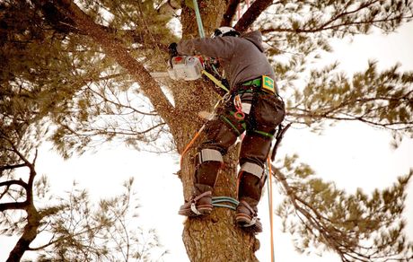 Tree Trimming - Tree Service in Ellwood City, PA Tree Trimming - Tree Service in Ellwood City, PA