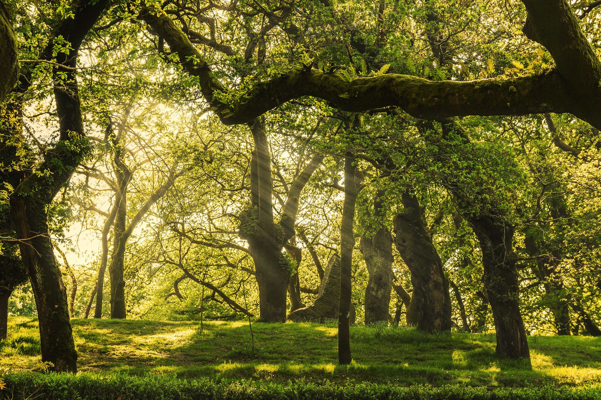 Sonnenlicht, das durch die Bäume eines üppigen grünen Waldes fällt und das Laub und Gras hervorhebt.