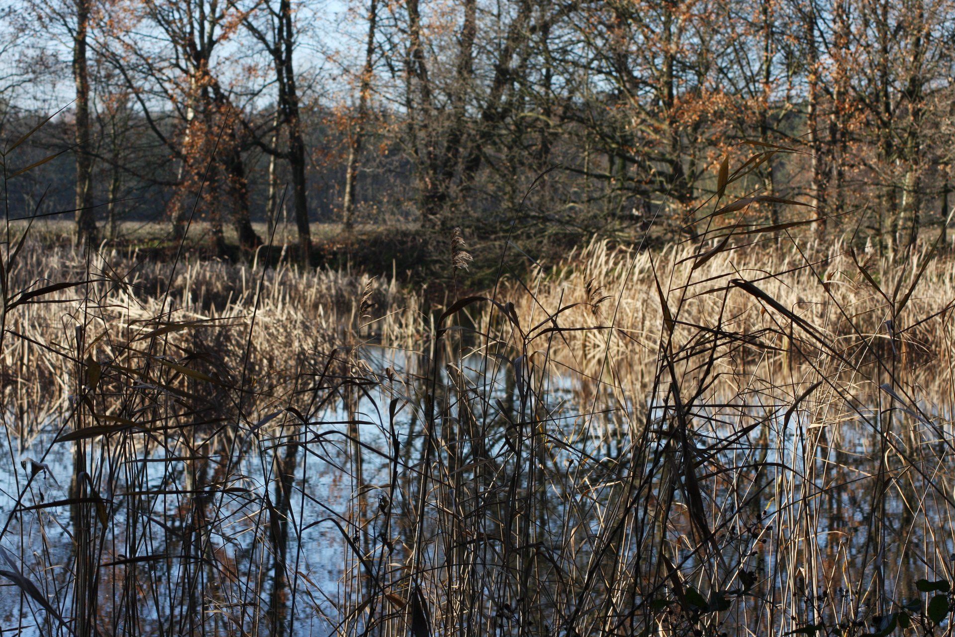 Berkven Tilburg Brabant